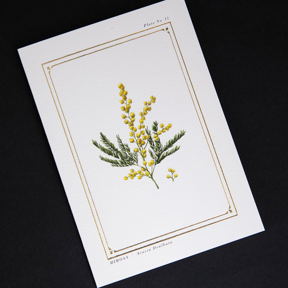 Cream-coloured card with gold foil border and illustration of a mimosa branch, sitting on black background