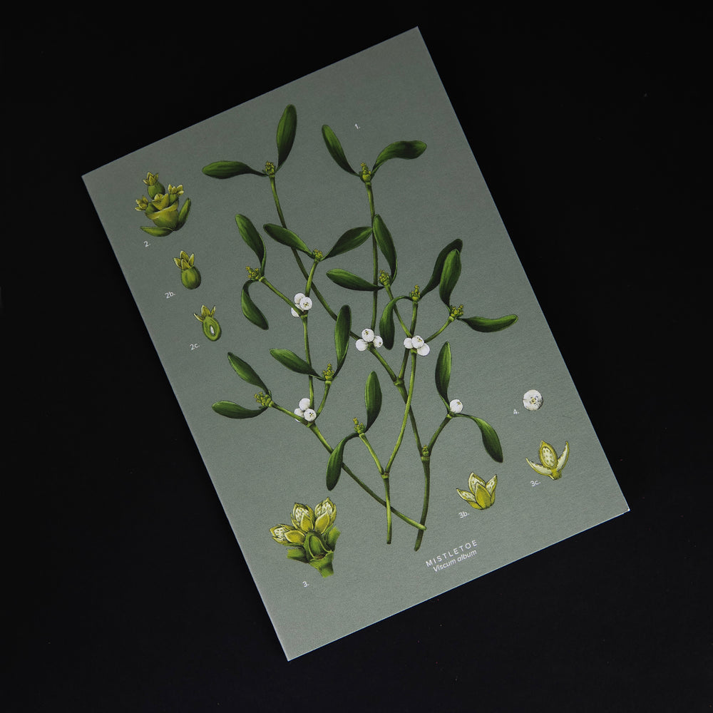 sage green greeting card featuring a botanical illustration of mistletoe on the front, seen from above on a black background