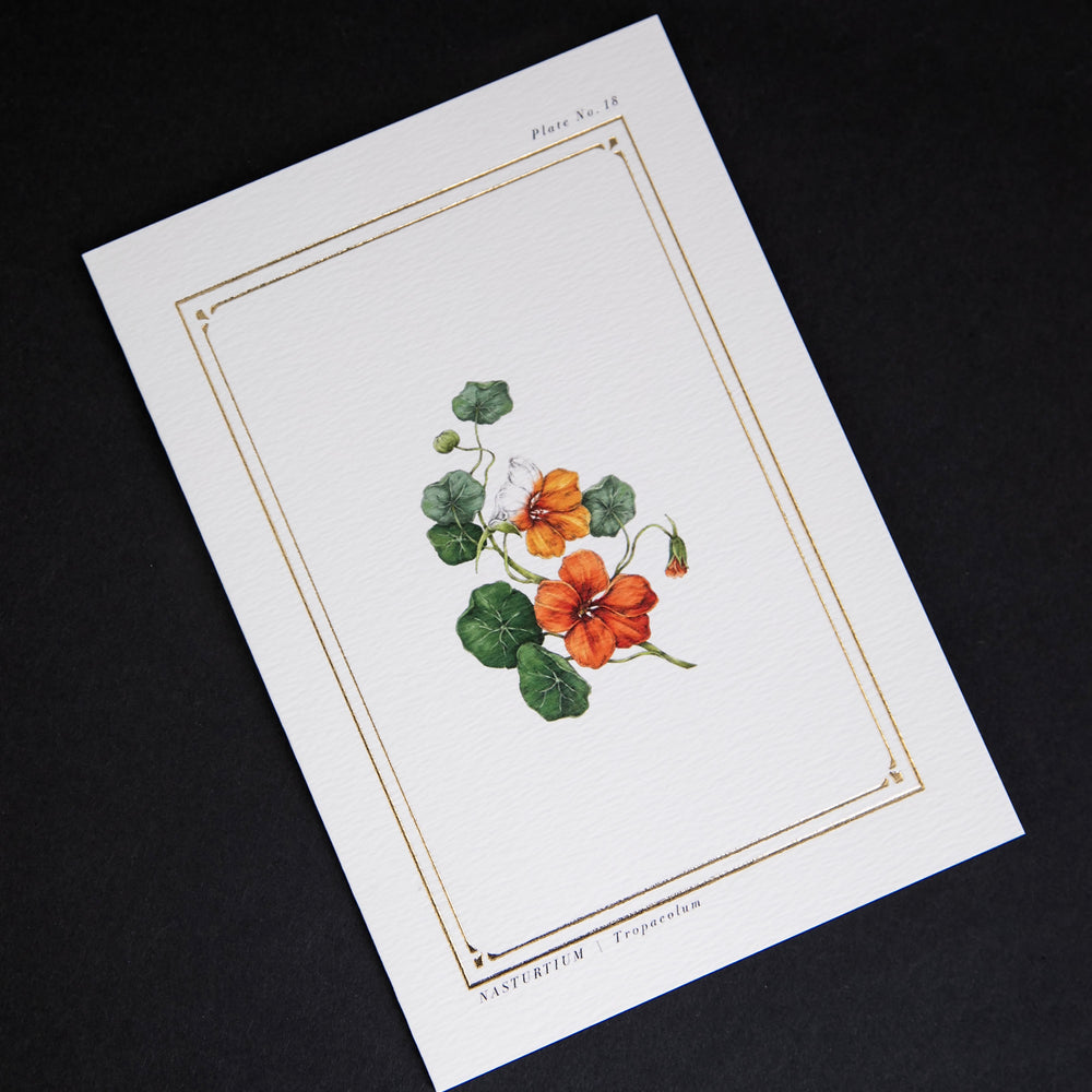 cream-coloured greeting card with gold foil border and illustration of nasturtiums, sitting on black background