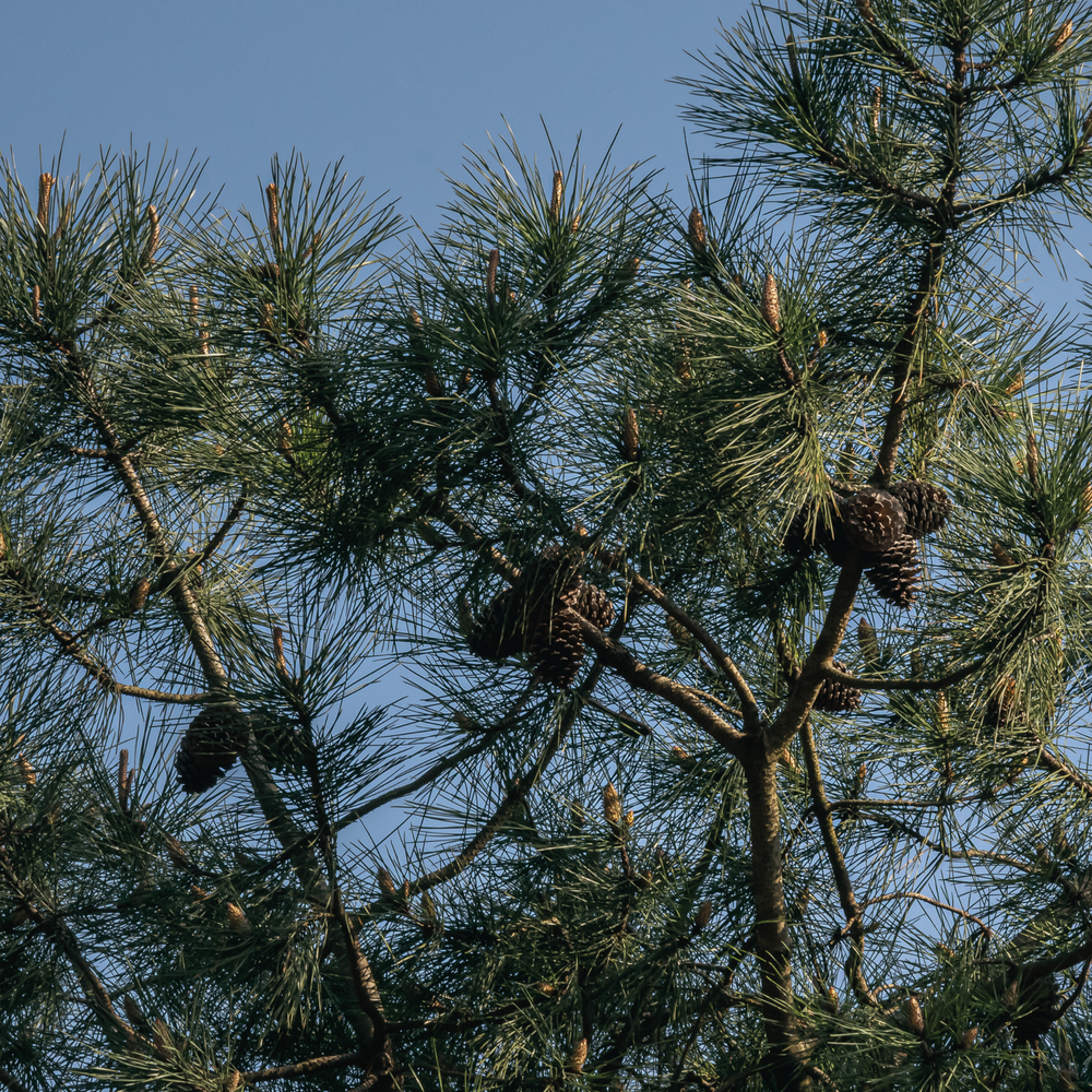 close up of maritime pine against a blue sky