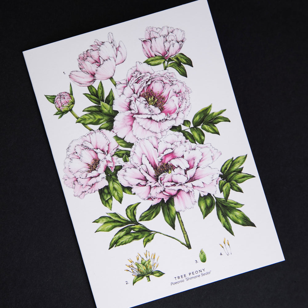 Cream-coloured card with illustration of pink tree peonies, sitting on black background