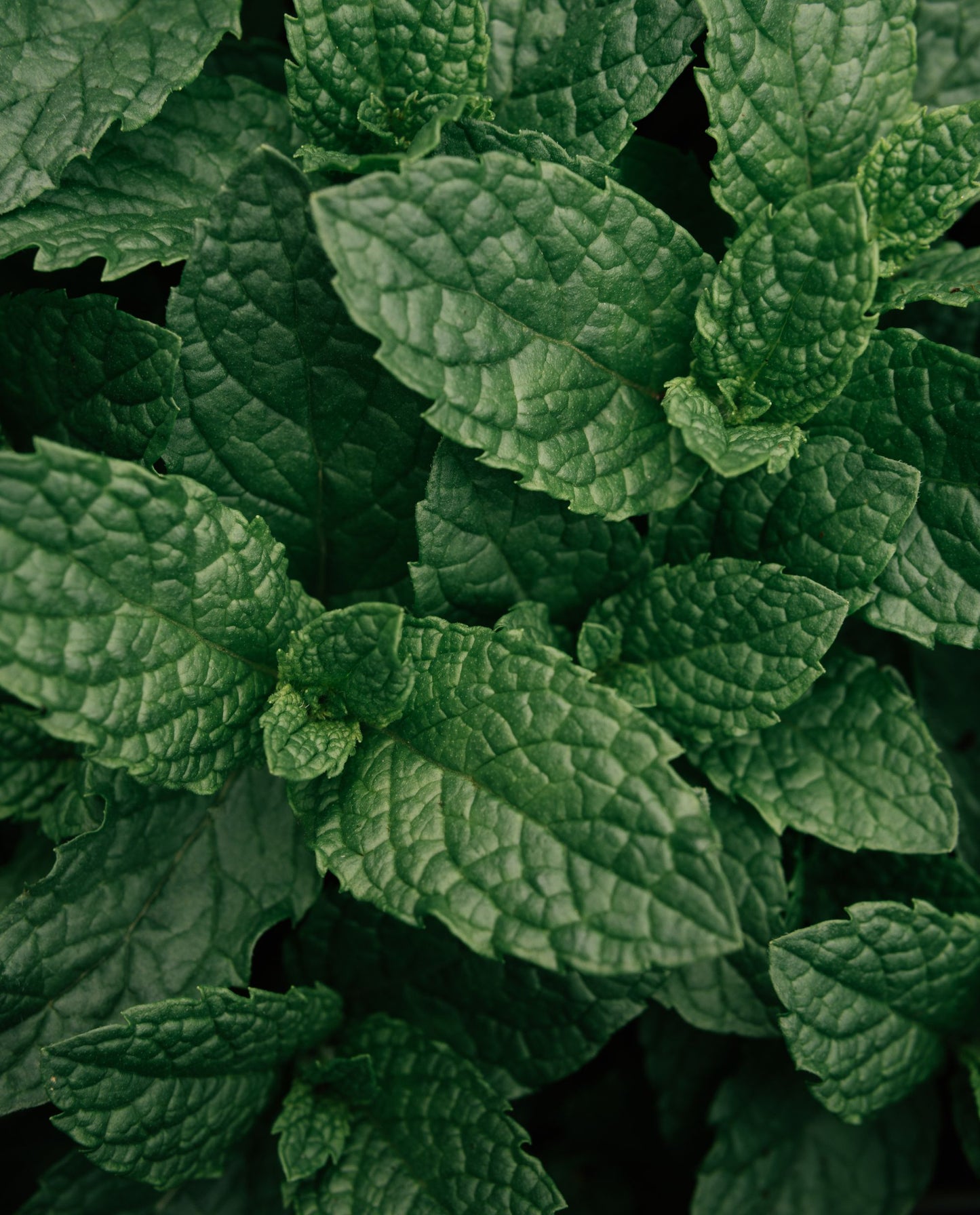 PEPPERMINT | Essential Oil