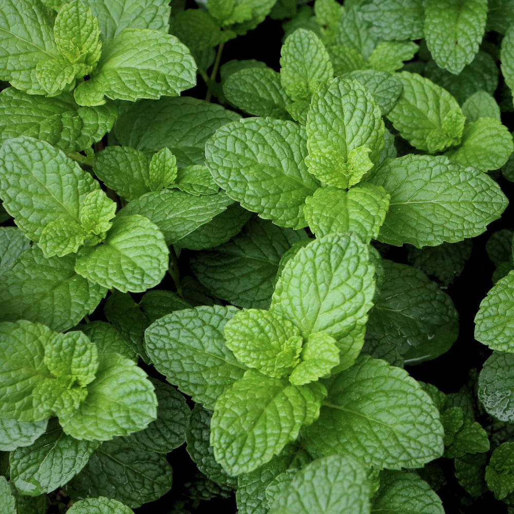 
                      
                        overhead closeup of spearmint in a garden
                      
                    