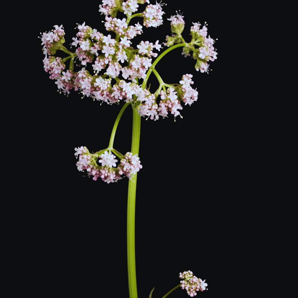 close up of the flowering top of a valerian plant against a black background