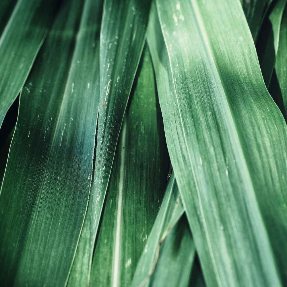 
                      
                        VETIVER, HAITIAN | Hydrodiffused Essential Oil
                      
                    