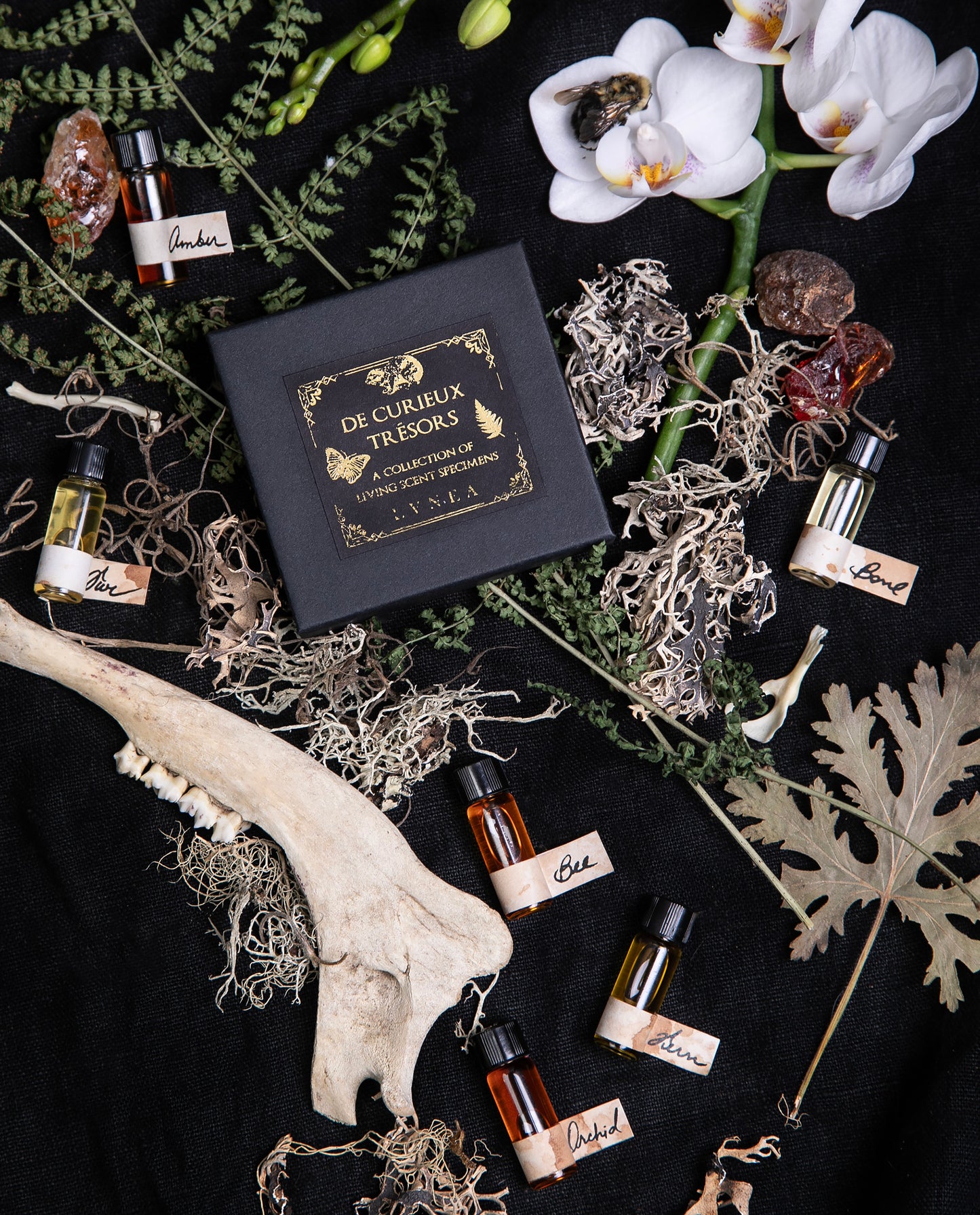 closed black box containing LVNEA's "Curieux Tresors" mini fragrance vial set, sitting against a black background, surrounded by curiosities from the natural world.