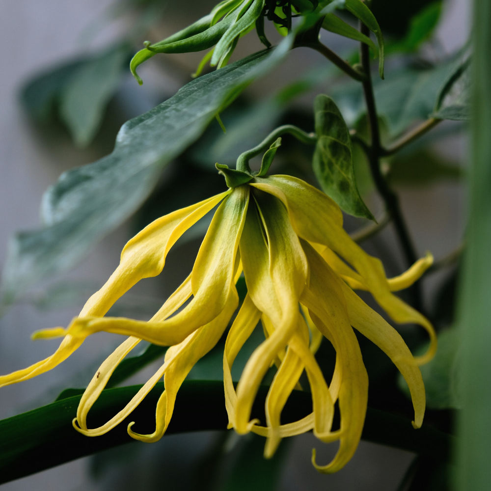 close up of a yellow flower on ylang ylang plant. 